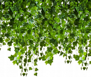 Umetni bršljan 50,4m